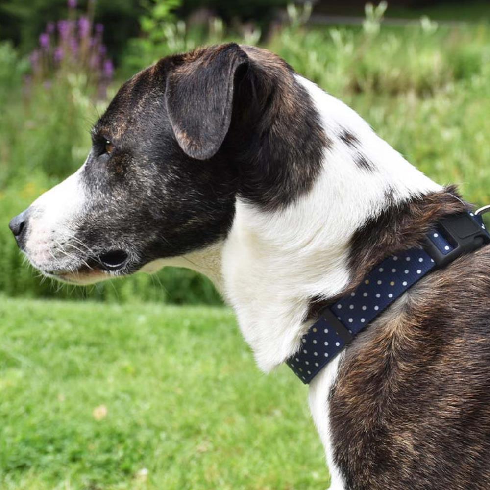 Collare per Cane Regolabile a Pois mod. Pretty linea Bobby