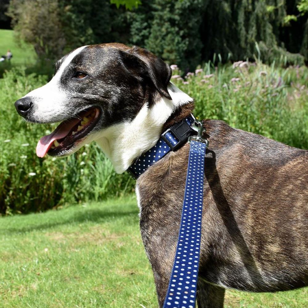 Guinzaglio per Cane in Nylon a Pois mod. Pretty linea Bobby